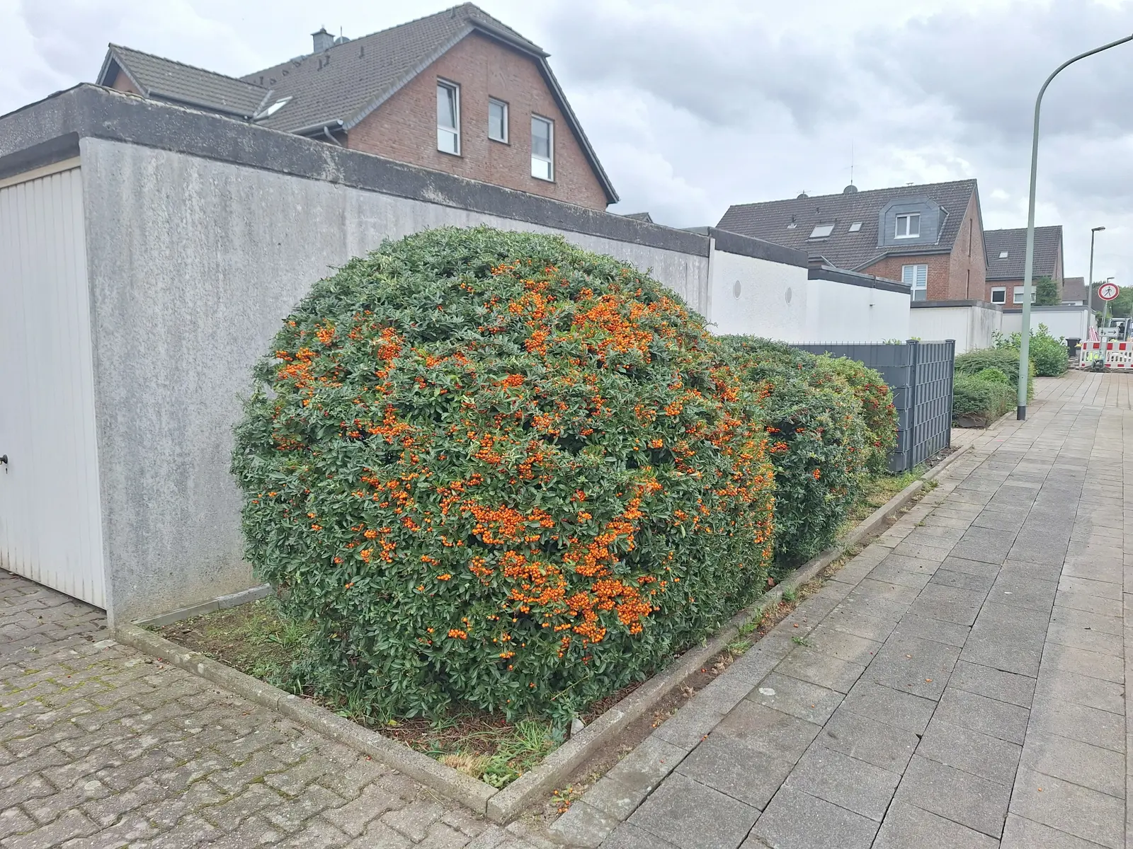 Feuerdorn-Hecke nach dem fachgerechten Formschnitt