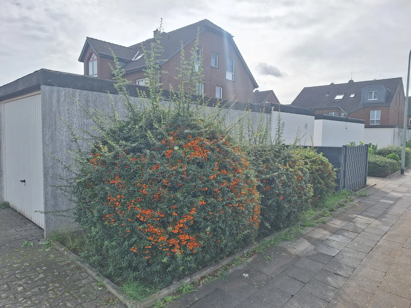 Ungeschnittene Feuerdorn-Hecke vor der Pflege