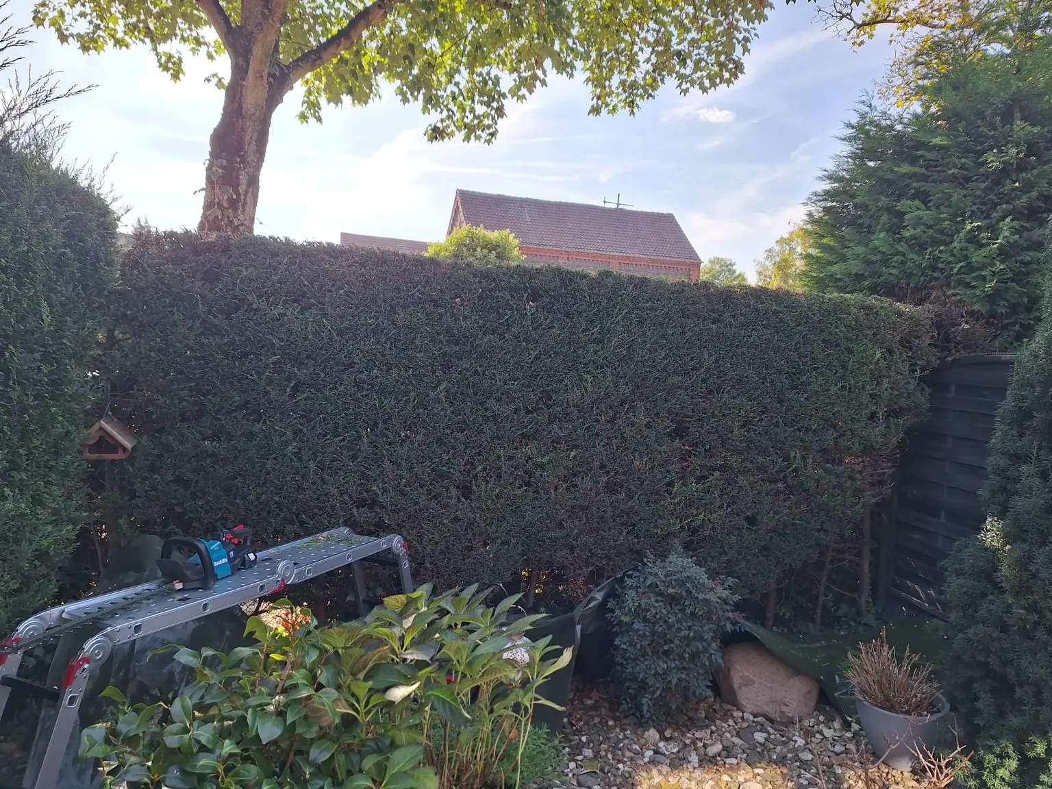 Gleichmäßig geschnittene Thuja-Hecke